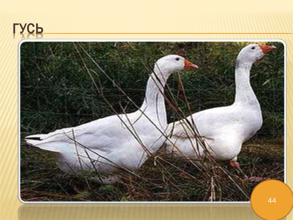 гусь