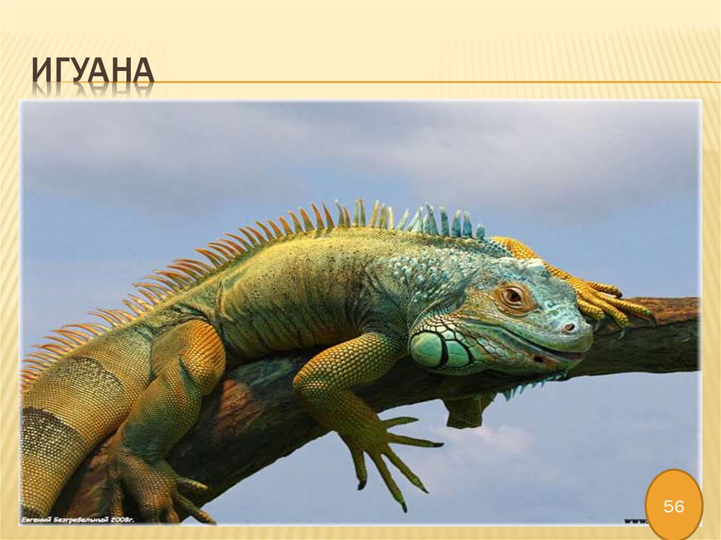 ИГУАНА