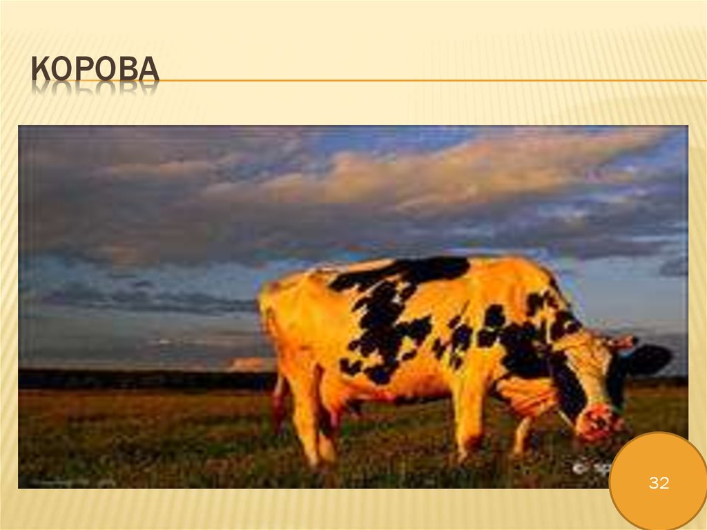 Корова