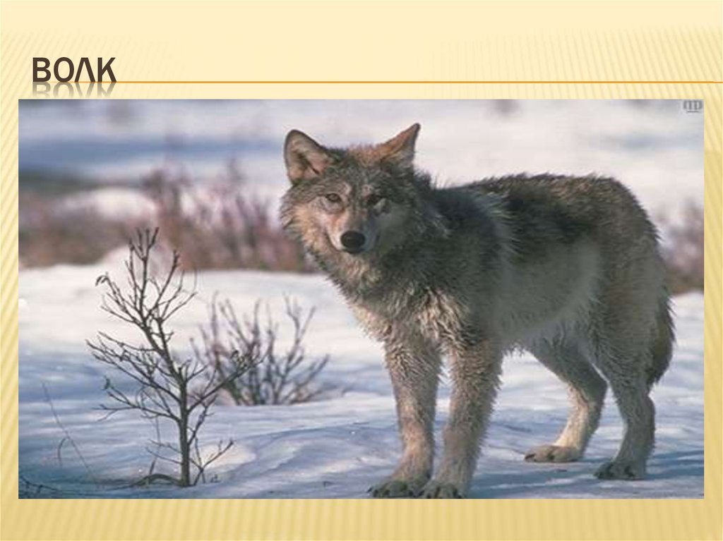 ВОЛК