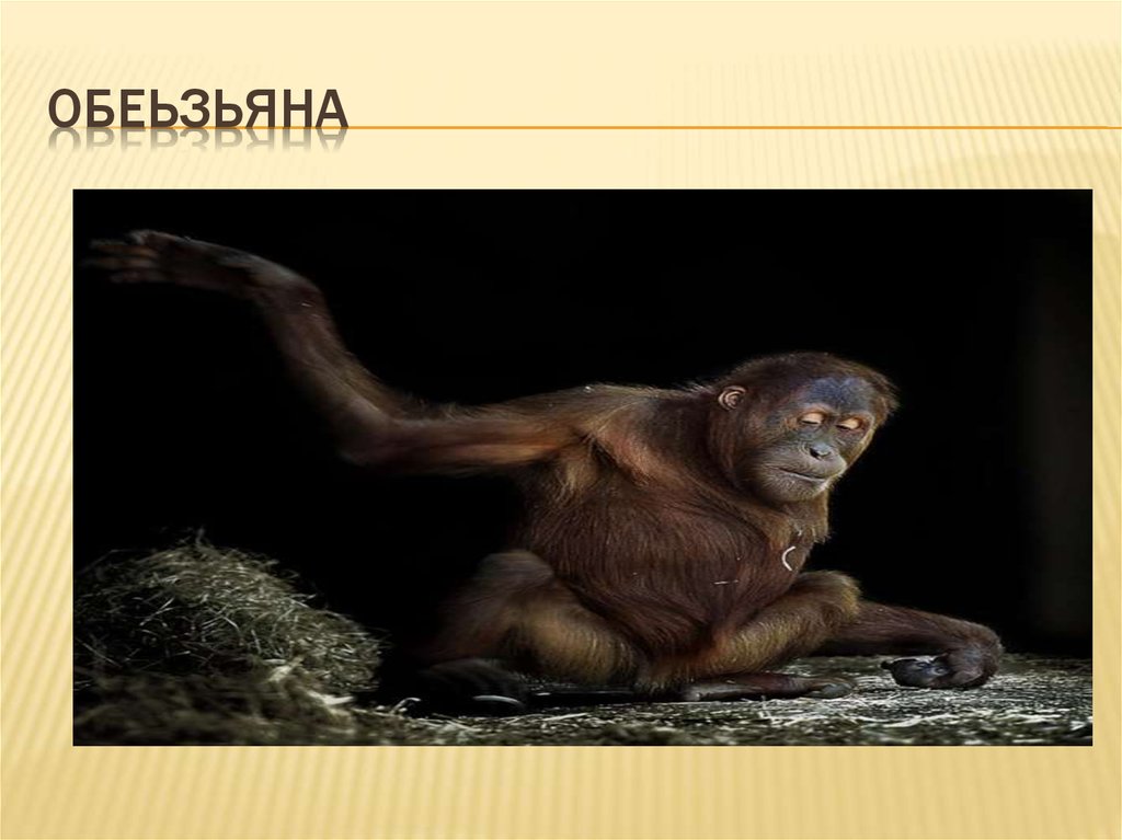 ОБЕЬЗЬЯНА