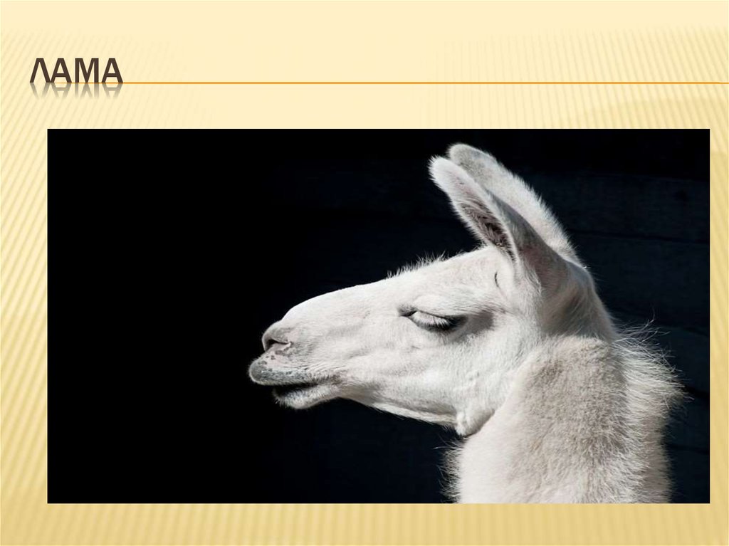 ЛАМА