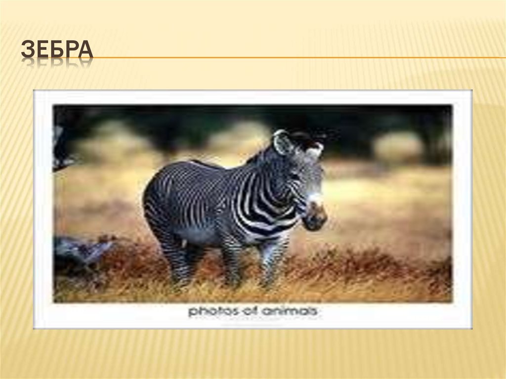 ЗЕБРА