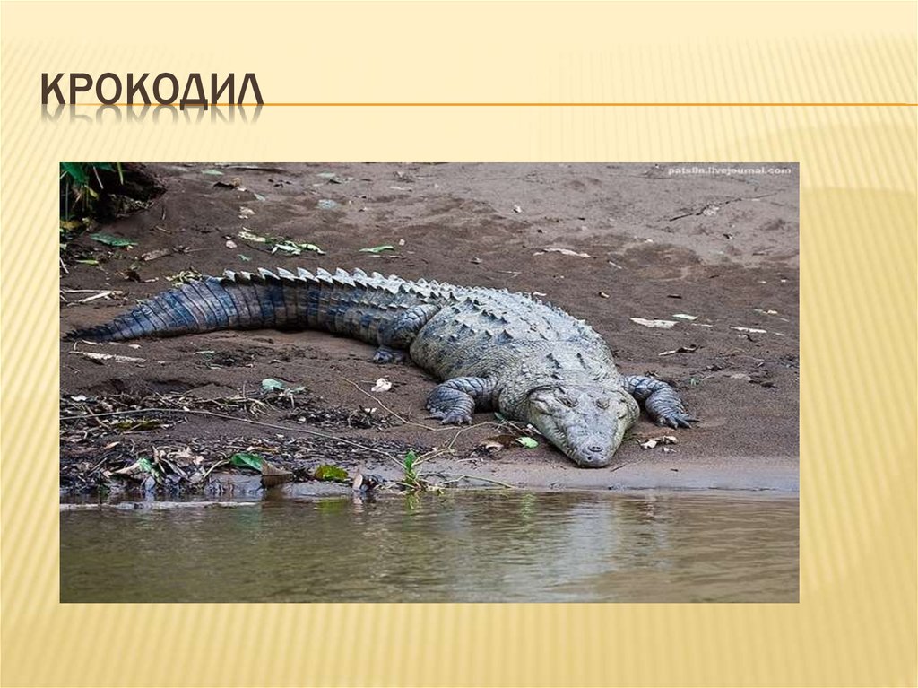 КрокОДИЛ