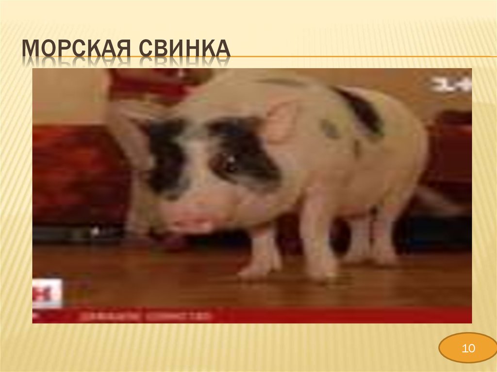 МОРСКАЯ СВИНКА