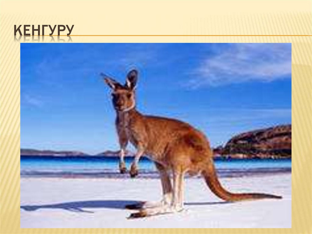 КЕНГУРУ