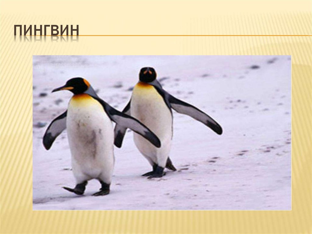 ПИНГВИН