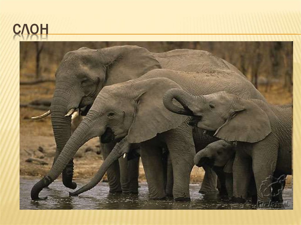 слон