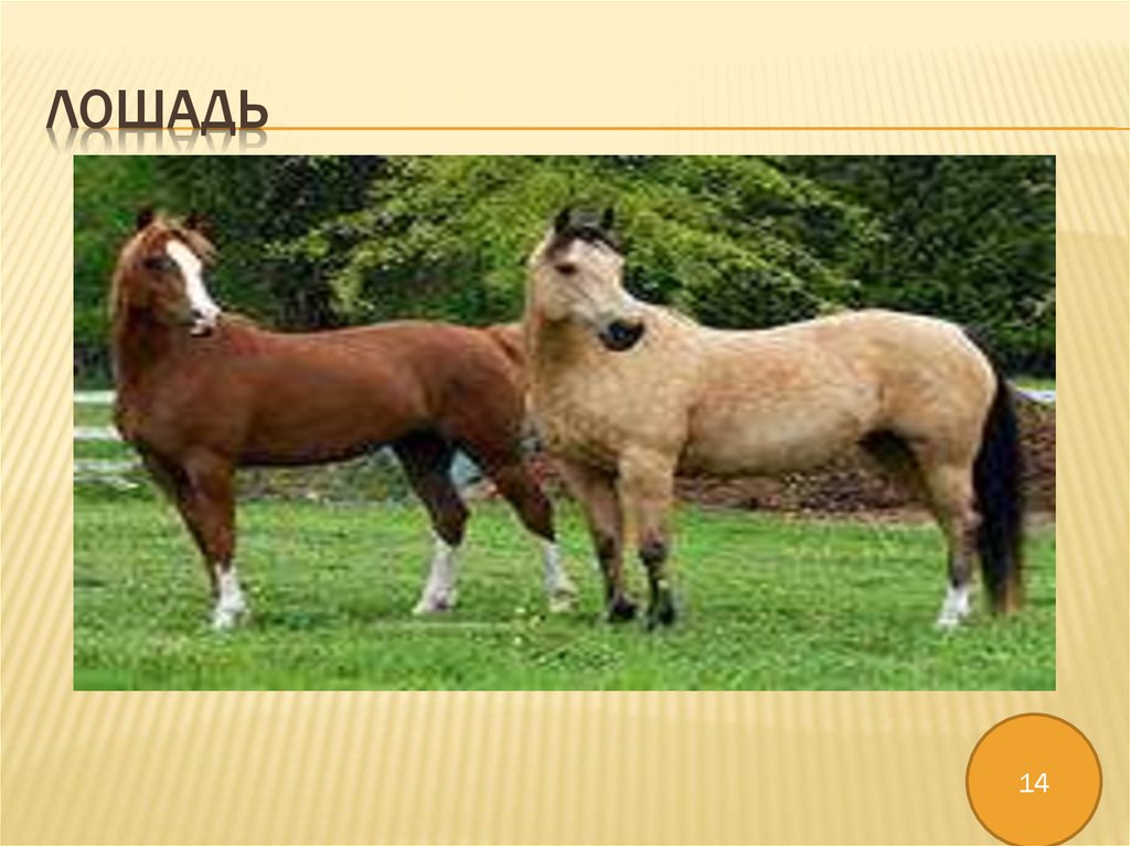ЛОШАДЬ