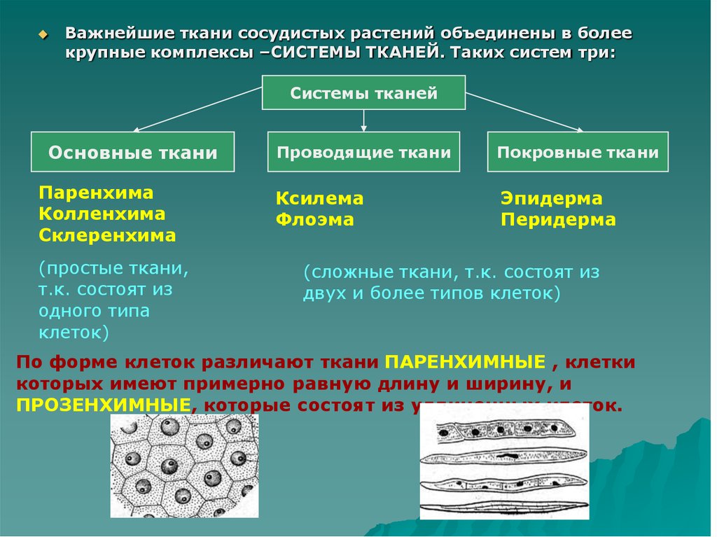 Ткани покров