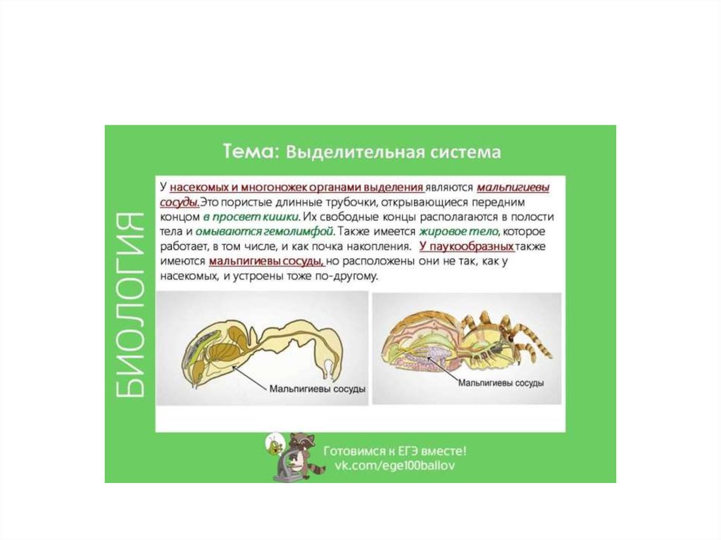 Выделительная система насекомых. Выделительная система многоножек. Выделительная система многоножек многоножки. Органы выделения многоножек. Системы органов паука выделительная система.