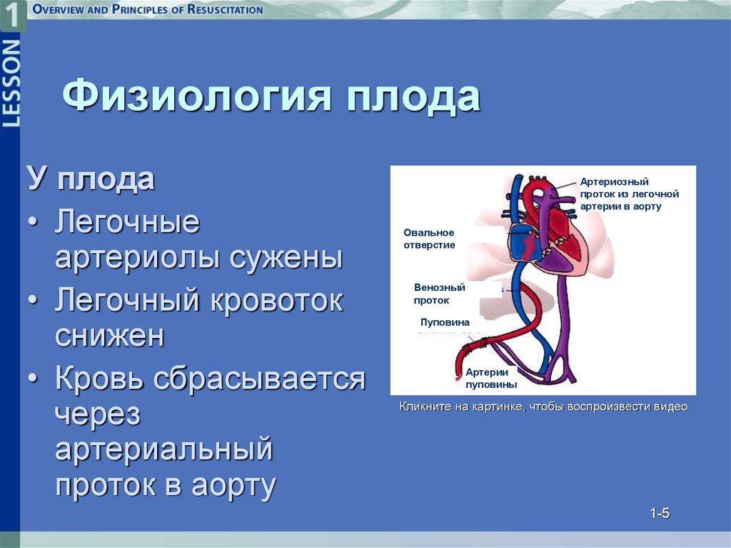 Презентация на тему физиология плода