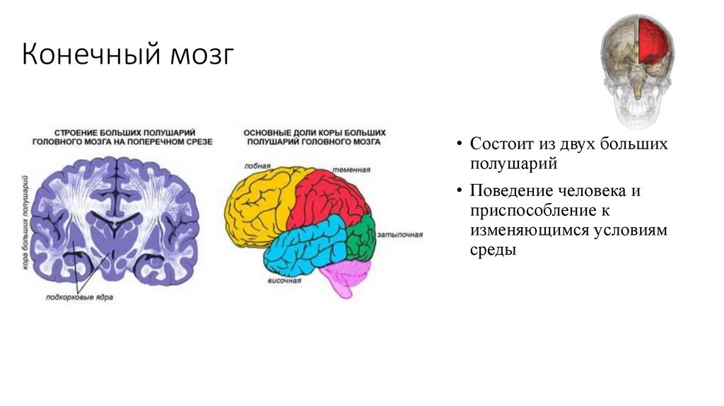 Ядра полушарий большого мозга. Конечный мозг строение схема. Строение больших полушарий конечного мозга.