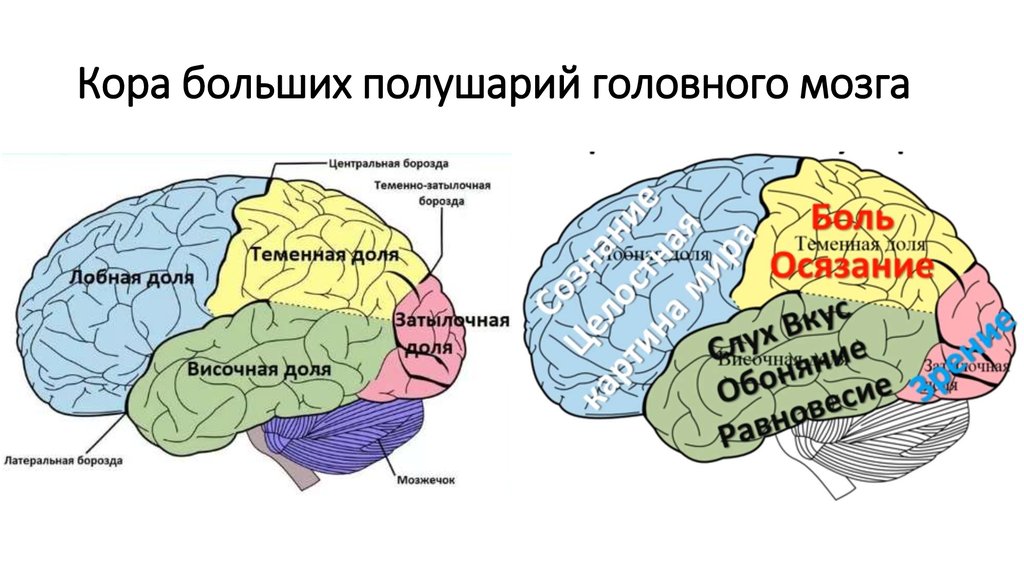 Перечислите функции больших полушарий. Строение головного мозга доли коры. Доли и зоны коры больших полушарий головного мозга. Доли коры полушарий головного мозга.