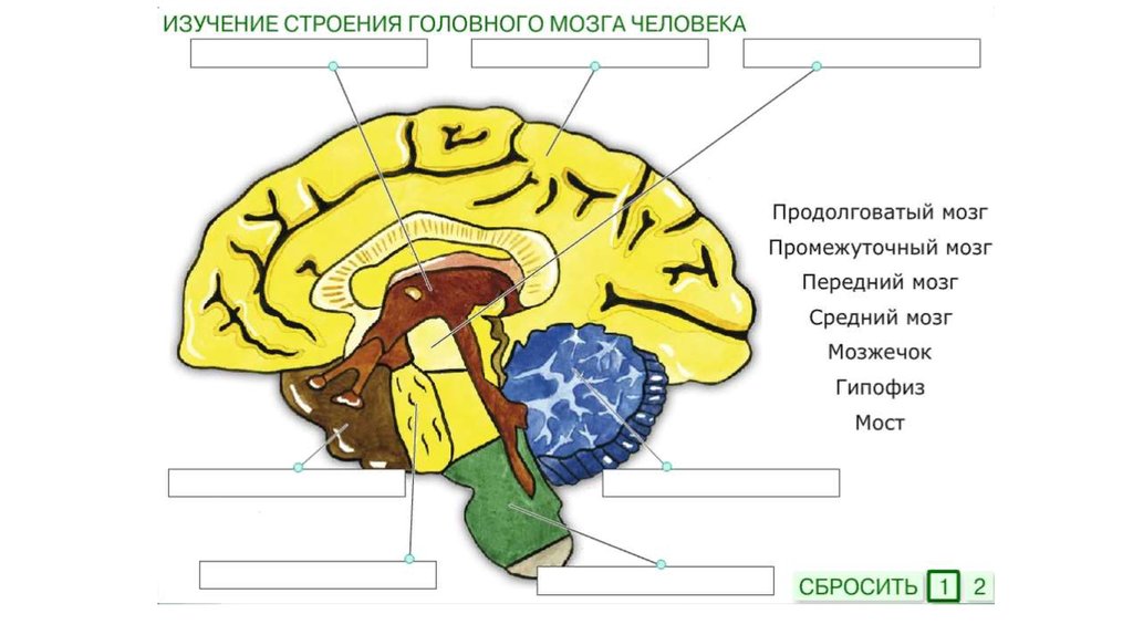 Тест по теме головной мозг. Строение головного мозга. Отделы головного мозга схема. Строение головного мозга человека. Мозг человека схема.