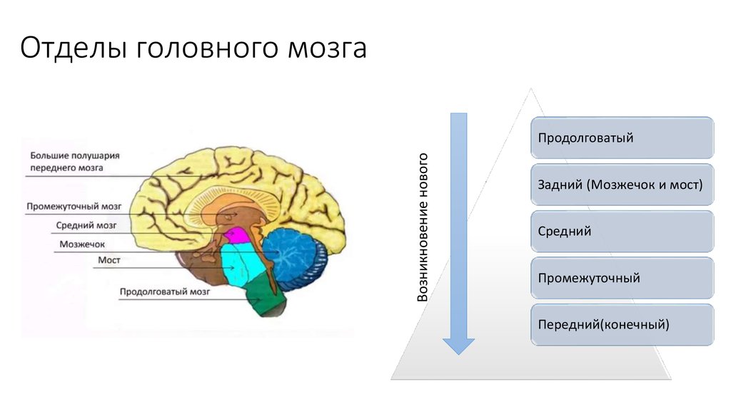 Окружающий мир головной мозг