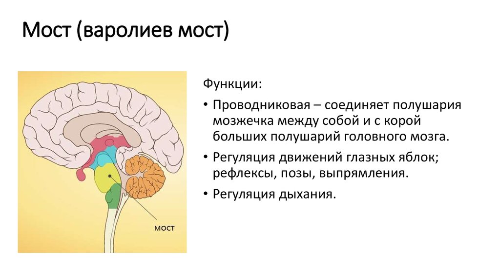 Мост головного мозга рисунок