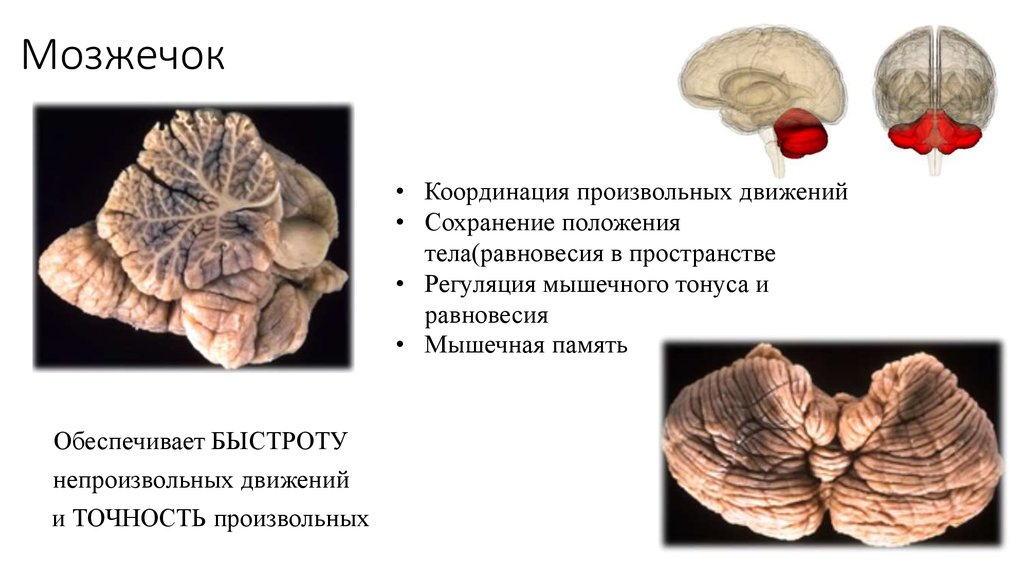 Функции мозжечка презентация