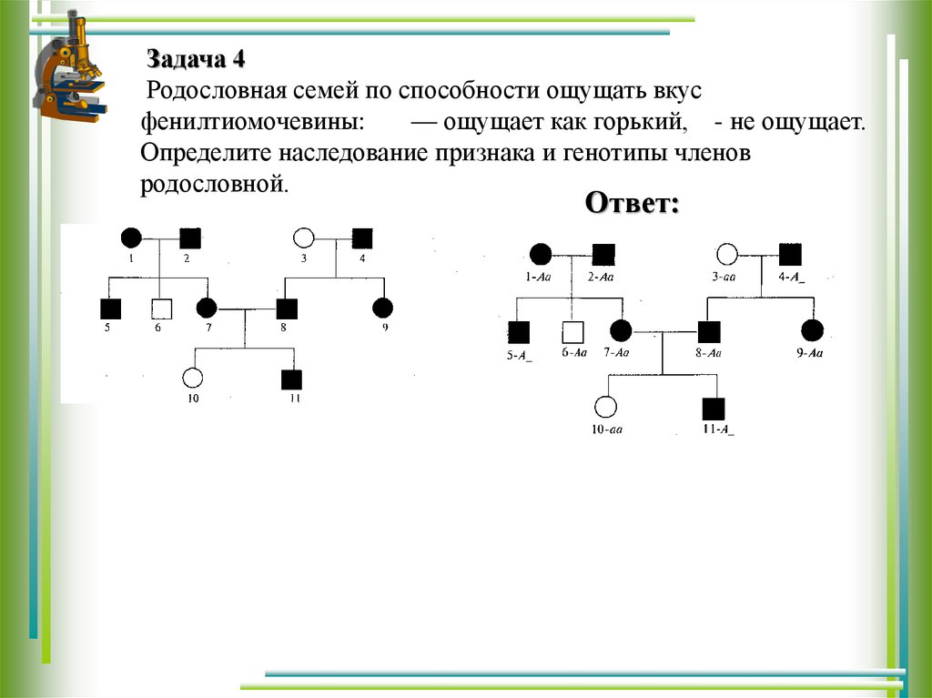 Задачи на составление родословной. Решение генетических задач по схемам родословных. Задачи по генетике по генеалогии. ЕГЭ генетика родословная схема. Задачи на составление родословной по генетике.