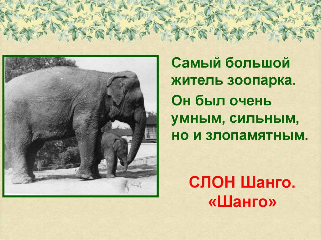 Как звали слона. Вера Чаплина Шанго. Слон-великан Шанго. Слон Шанго в Московском зоопарке. Слон Шанго тушит пожар.