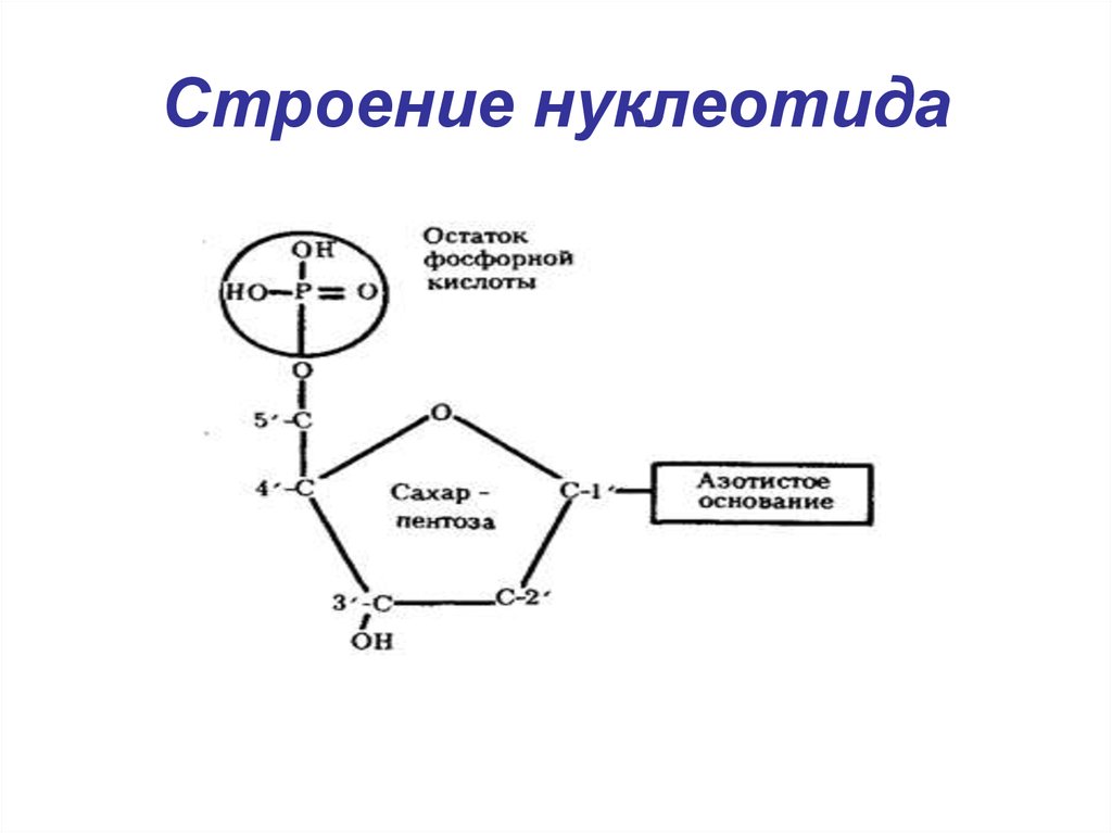 Нарисуйте схему нуклеотида днк. Строение нуклеотида ДНК. Схема строения нуклеотида ДНК. Строение мономера нуклеотида ДНК. Структура нуклеотида ДНК.