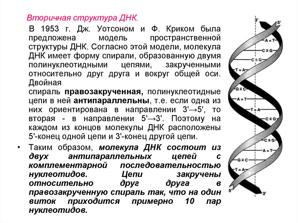 Значение молекул днк. Вторичная структура ДНК модель Уотсона и крика. Структура ДНК 1953. Модель структуры ДНК Уотсона-крика. Строение молекулы ДНК по модели Уотсона и крика.