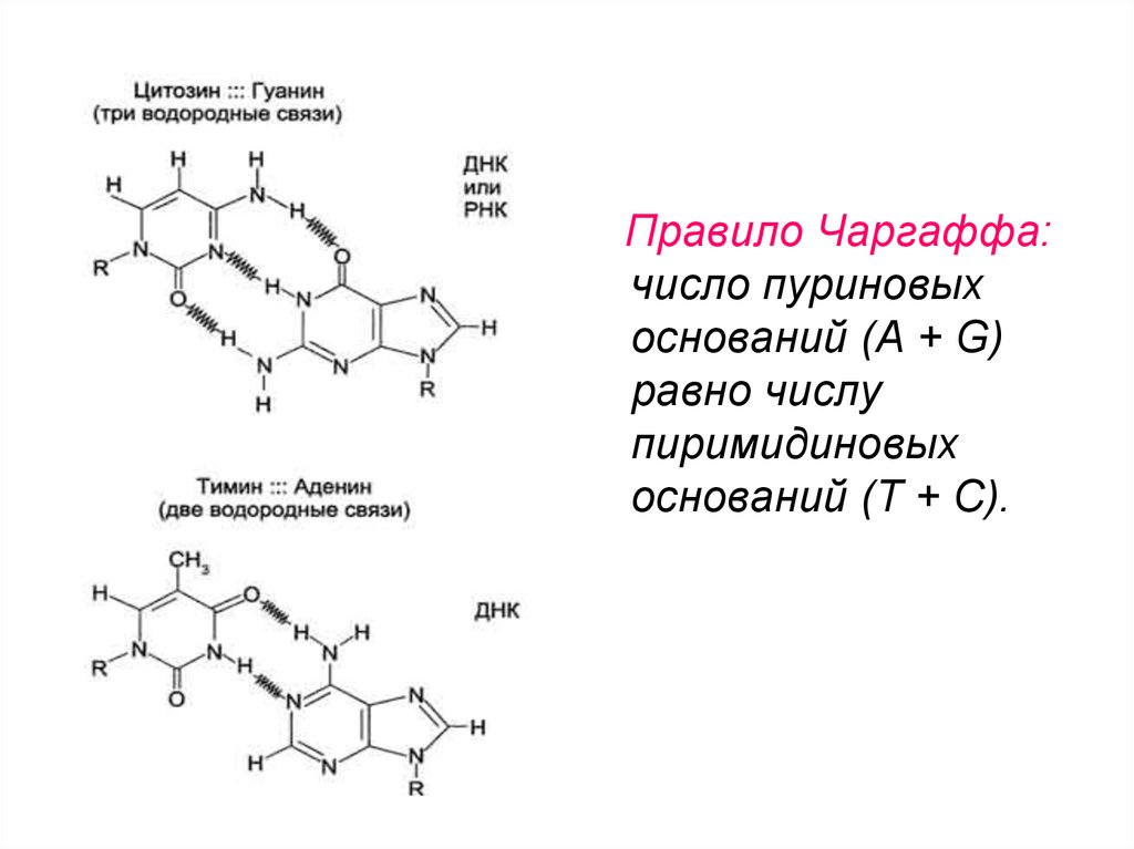 Количество оснований. Аденин и Тимин водородная связь. Водородные связи между гуанином и цитозином. Гуанин Тимин водородная связь. Аденин гуанин цитозин Тимин водородные связи.