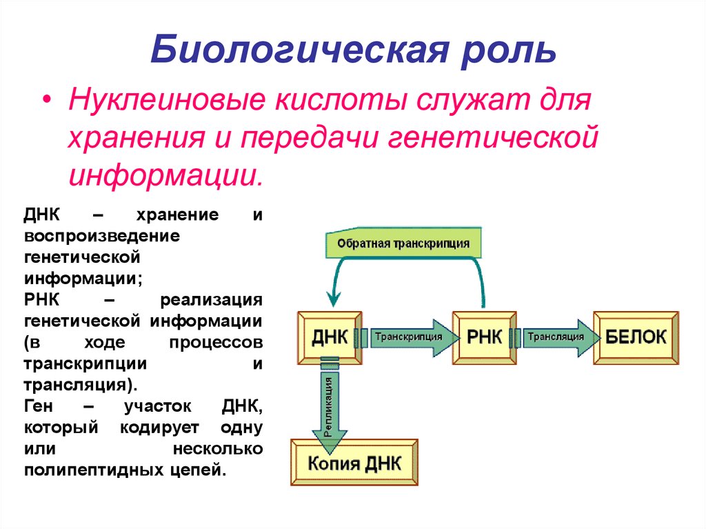 6 функции нуклеиновых кислот. Строение и биологическая роль нуклеиновых кислот биохимия. Роль нуклеиновых кислот в реализации наследственной информации. Рибонуклеиновые кислоты биологическая роль.