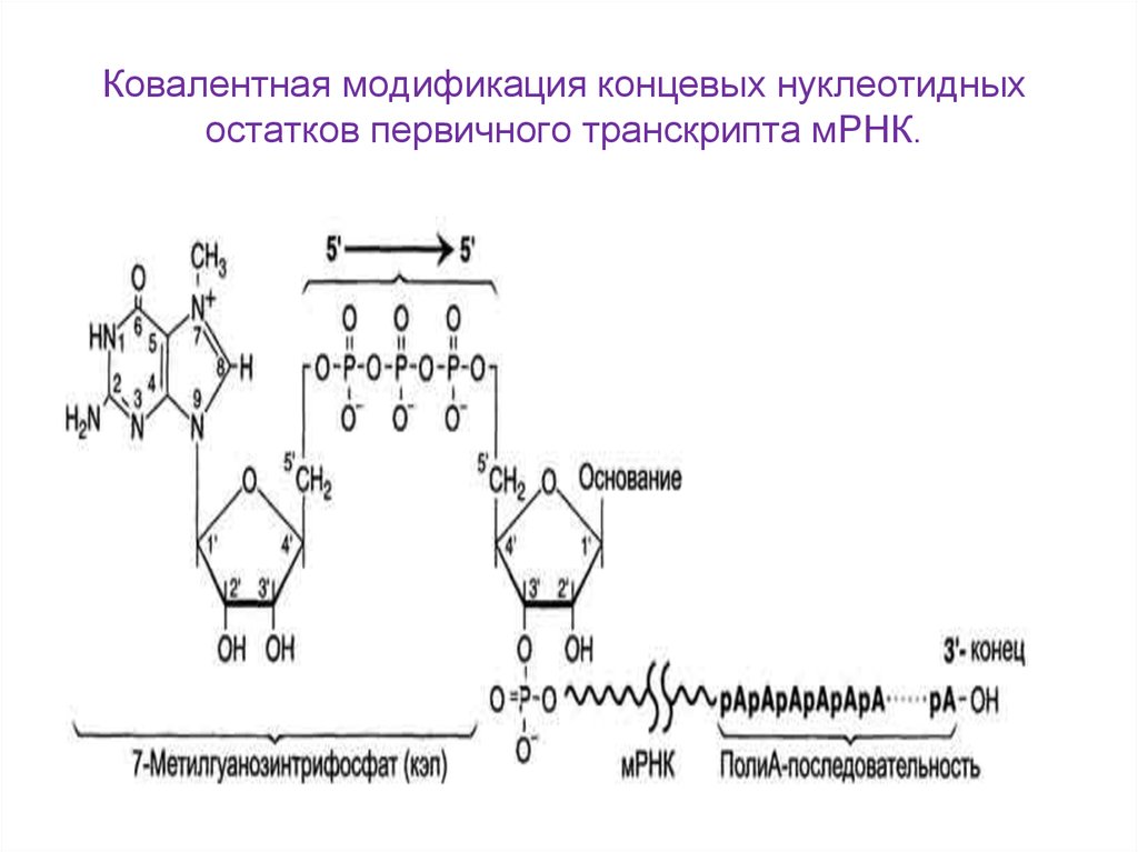 Ковалентная модификация концевых нуклеотидных остатков первичного транскрипта мРНК.