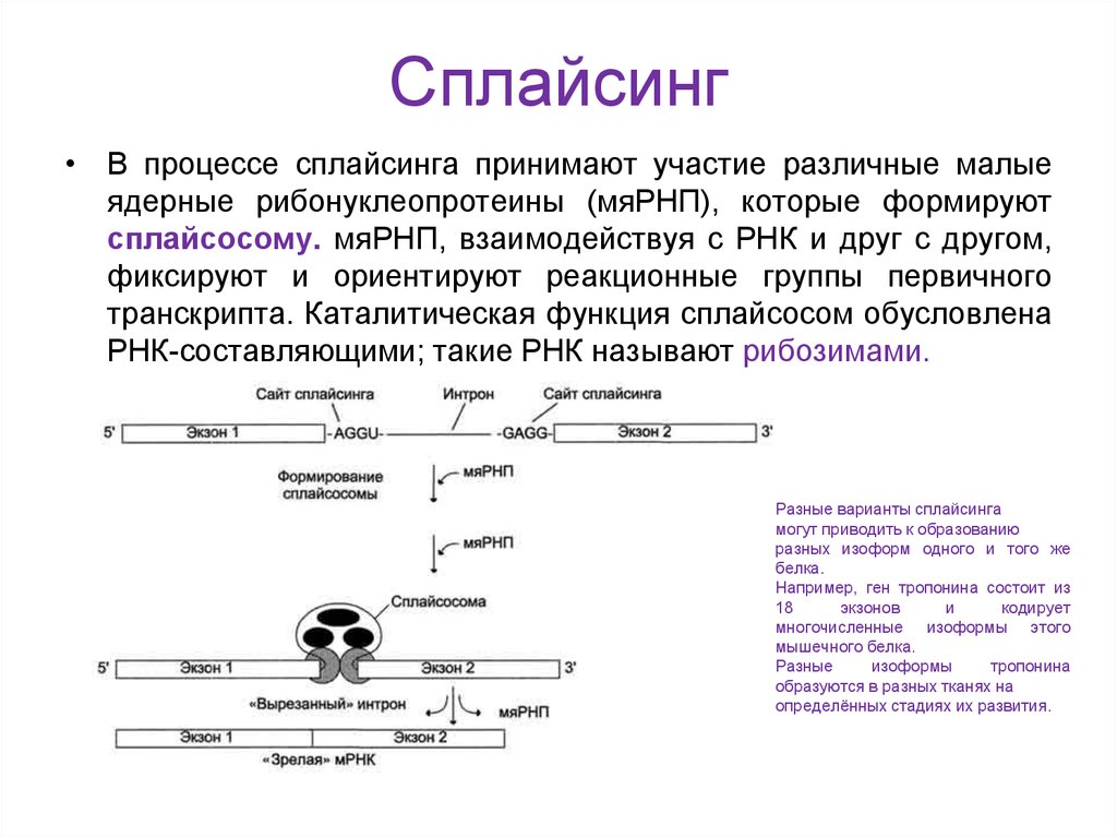 Сплайсинг рнк у эукариот. Сплайсинг матричной РНК это процесс. Механизм сплайсинга эукариот. Сплайсинг РНК механизм. Сплайсинг РНК схема.