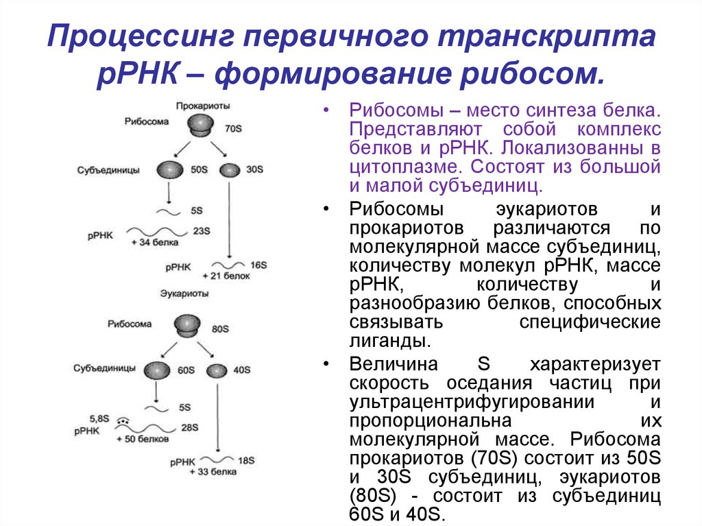 Рибосома отвечает за синтез белка