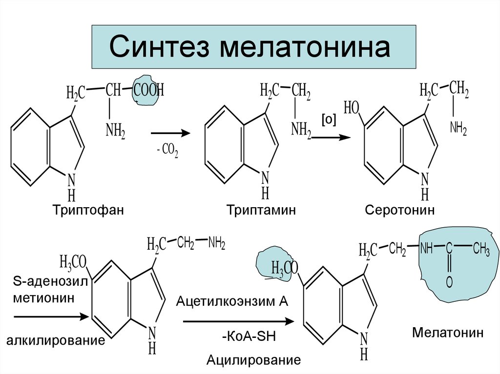 Синтез людей. Реакция Синтез мелатонина из триптофана. Схема синтеза серотонина и мелатонина из триптофана. Схема образования мелатонина из триптофана. Образование мелатонина биохимия.