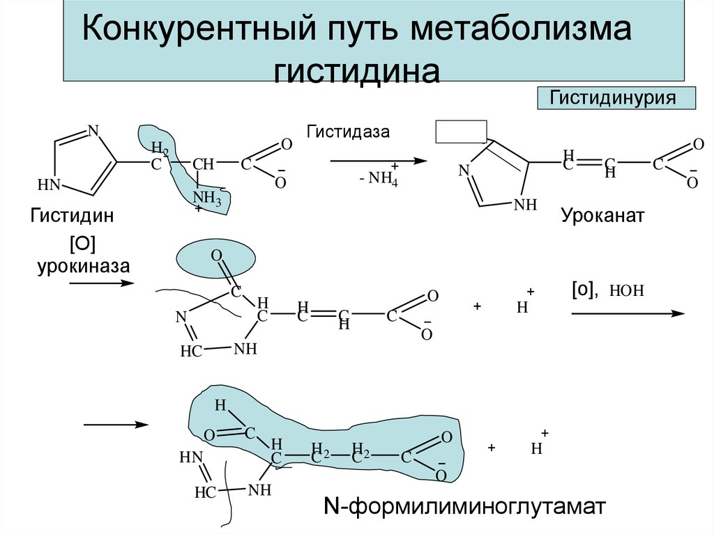 Схема обмена гистидина в разных тканях