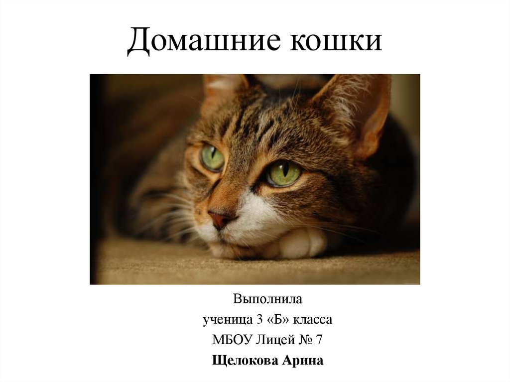 Определение Кошки По Фото Онлайн