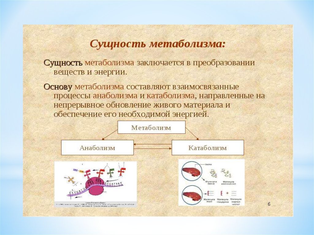 Энергетический обмен человека