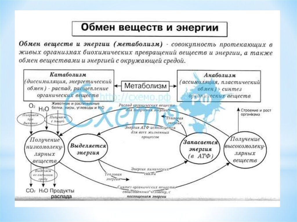 Энергетический обмен веществ и энергии. Обмен веществ и превращение энергии в клетке схема. Схема обмена веществ и энергии 10 класс. Обмен веществ и энергии в клетке таблица 10 класс. Метаболизм схема 10 класс биология.