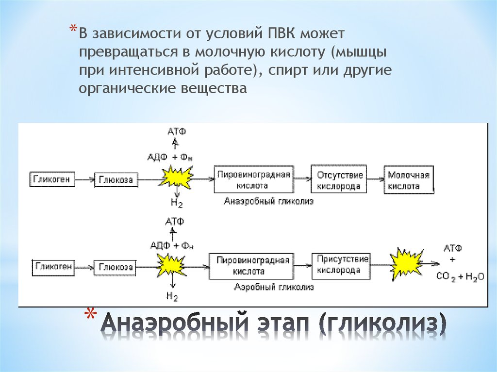 В зависимости от условий. Анаэробный гликолиз молочная кислота. Этапы анаэробного гликолиза. Аэробный гликолиз в мышцах. Гликолиз пировиноградная кислота.