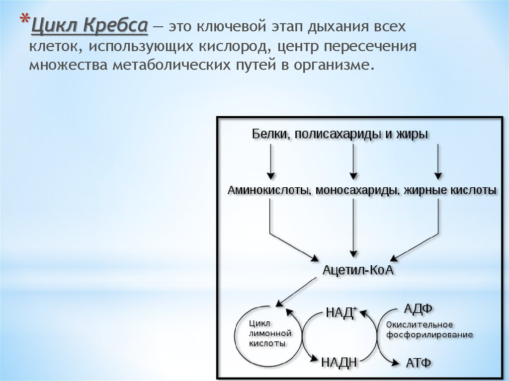 Этапы дыхания атф