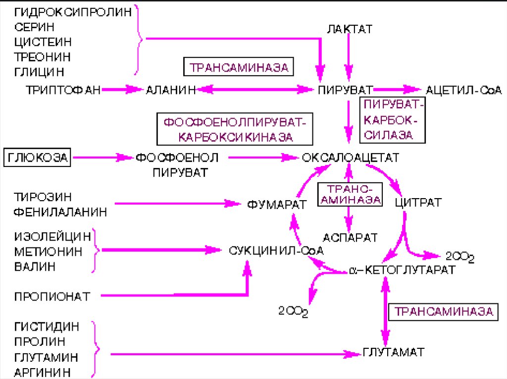 Цикл обмена. Этапы энергетического обмена цикл Кребса. Анаболическая роль цикла Кребса. Цикл Кребса презентация. Обмен веществ цикл Кребса.