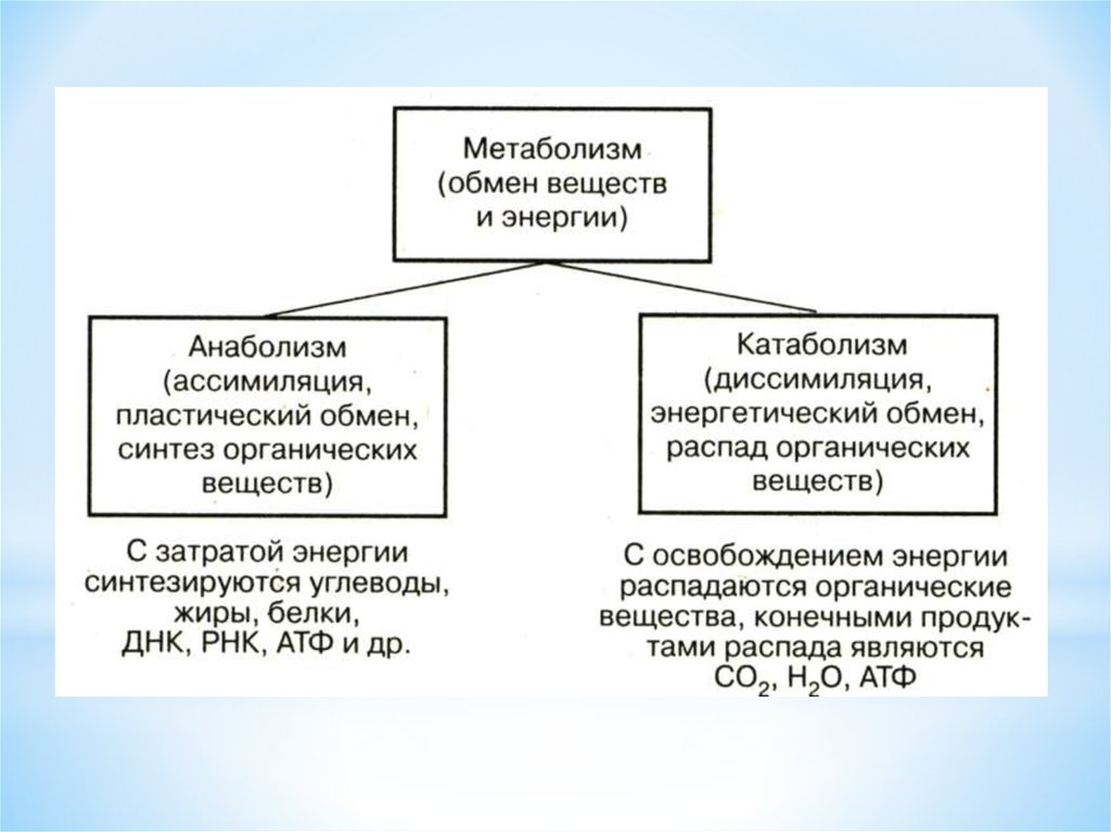 Обмен веществ биология 10 класс. Схема обмена веществ пластический и энергетический обмен. Обмен веществ пластический и энергетический таблица. Схема обмен веществ и энергии пластический и энергетический обмен. Таблица обмен веществ и энергии пластический и энергетический обмен.