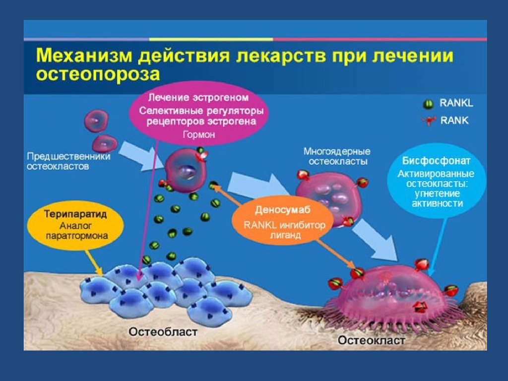 Действующий препарат. Механизм действия бисфосфонатов на костную ткань. Механизмы действия бисфосфонатов при остеопорозе. Механизм действия препаратов. Механизм действия остеокластов.