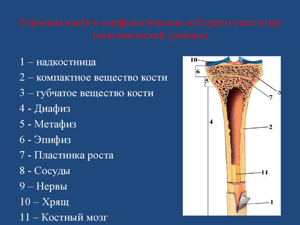 Трубчатая кость строение анатомия. Строение кости надкостница компактное. Строение трубочной кости. Изменение структуры кости