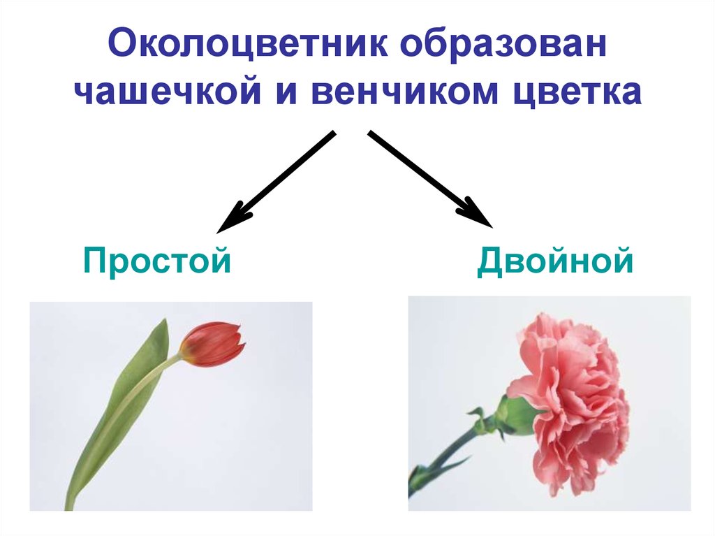 Околоцветник образован чашечкой и венчиком цветка