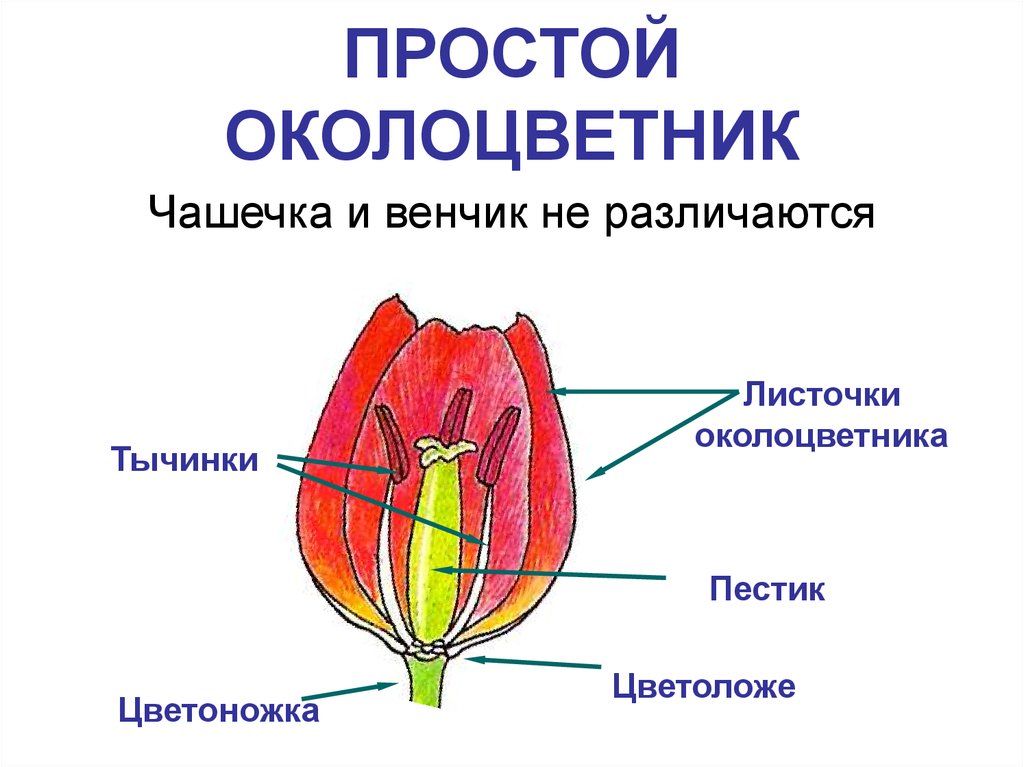 Строение цветка тюльпана рисунок с подписями