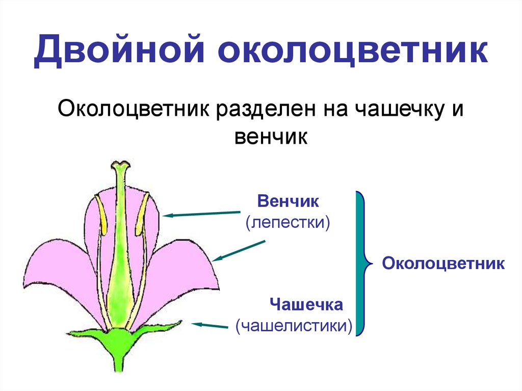 Примеры простых цветков