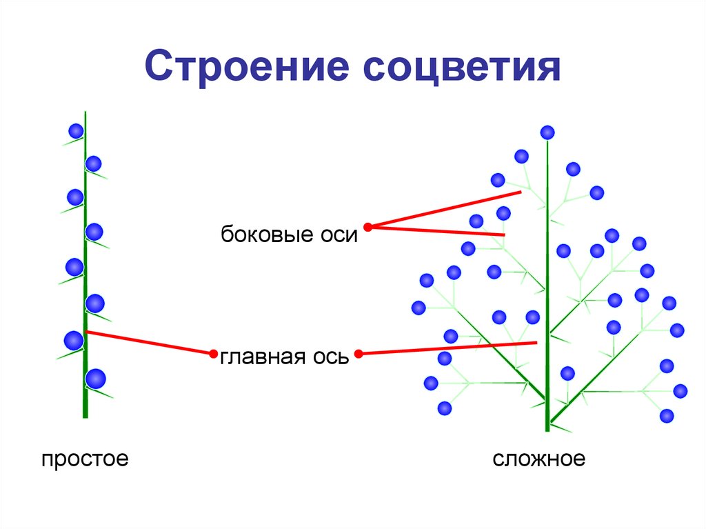 23 строение. Строение простых и сложных соцветий. Строение растения соцветие. Строение соцветия. Схема строения соцветия.