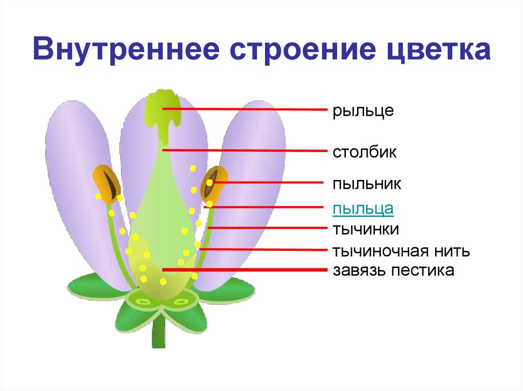 Строение цветка презентация