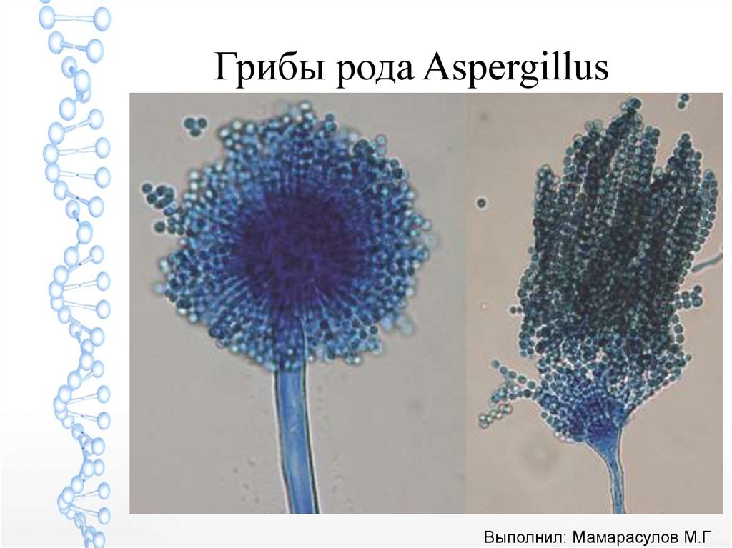 Аспергиллез микробиология презентация