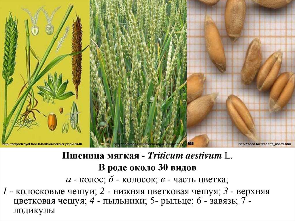 Род пшеница виды. Пшеница (Triticum aestivum. Систематика пшеница мягкая. Систематика растений пшеница мягкая. Вид растения пшеница мягкая.