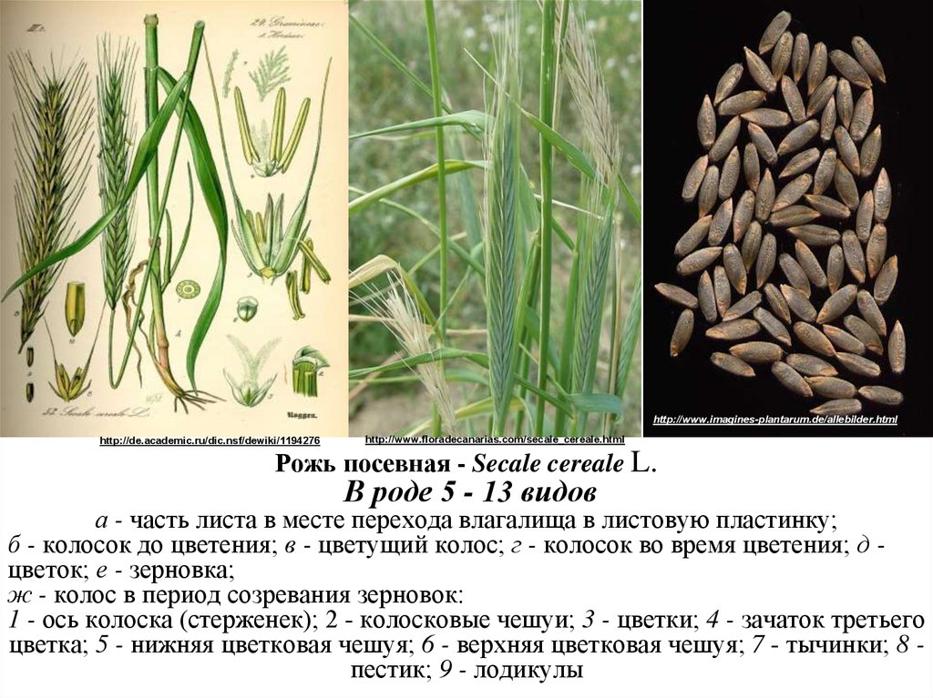 Рожь какая группа растений